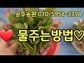 노랑게발선인장 핑크 주황 흰색 빨강 물주는 관리방법