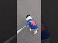 ＃シニア犬＃フレンチブルドッグ＃全盲＃11歳＃散歩＃frenchbulldog＃