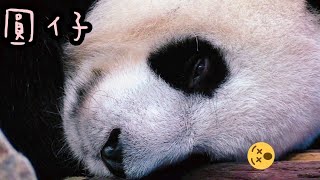 圓仔假孕胃口不佳，完全不想吃東西，昏昏欲睡|熊貓貓熊The Giant Panda Yuan Yuan and Yuan Bao|台北市立動物園