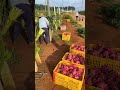 Big Harvest On Dragonfruit Farm #satisfying #shot