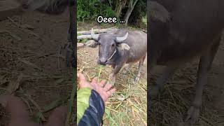 Oeee...horbo... #laketoba360 #laketobaindonesia #samosir #waterbuffalo #horbo #parmahan #gembala