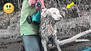 Ein Mann rettet einen ertrinkenden Hund.  Aber seine Reaktion wird dich zum Weinen bringen!