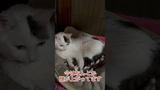 余命宣告受けました❗️ #animal #余命宣告 #保護猫 #生きる