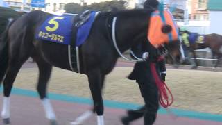 【ホッコータルマエ】パドック数秒｜第64回川崎記念（JpnⅠ）｜川崎競馬場