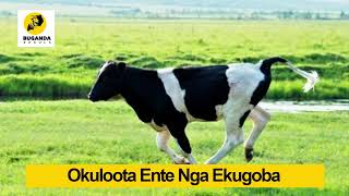 Okuloota Ente Nga Ekugoba  - Ebirooto Namakulu Gaabyo - Buganda Ekkula #Shorts