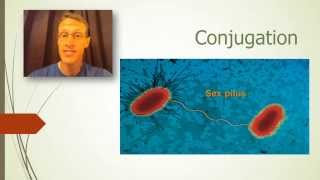Bacterial Genetics