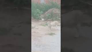 Gato com Esporotricose na minha rua