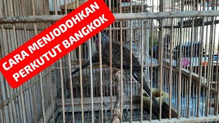 Cara Mudah MENJODOHKAN PERKUTUT Bangkok #perkututbangkok