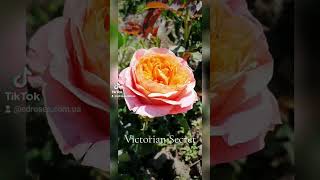 EDROSES/Троянда 🌹 Вікторіан Сікрет (Victorian Secret) Нідерланди, 2017. Premium Garden Roses.