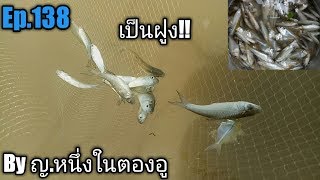 ยกยอปลาน้อย#ปลาซิว,ปลาสร้อยเข้าเป็นฝูง! Ep.138