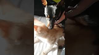 #funny #foryou #vine #funnydogs #cat dog fucking a cat can this get 69 likes