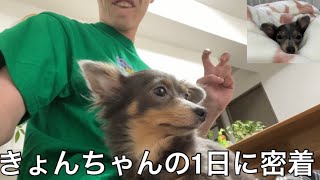 【実写】太田の愛犬きょんちゃんの1日に密着したら自宅警備デブニートドッグとして充実した生活を送っていた