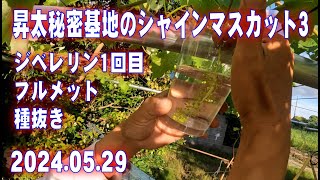 Shota's Secret Base Shine Muscat 3 First Gibberellin Treatment Seedless Japan Farming