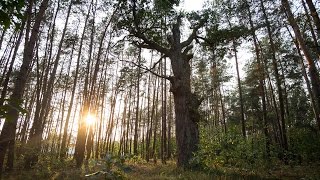 Archeologia lasów Kotliny Chodelskiej I / Forest archaeology of Chodelska Valley I