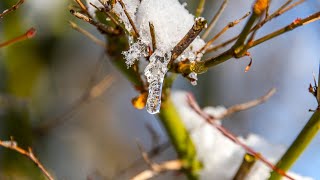 wandeling in de sneeuw (CD 121 nr. 4)