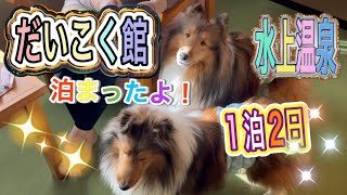 【シェルティ】【水上温泉】だいこく館に泊まったよ❣️#犬とお出かけ