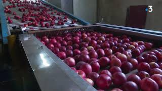 Récolte des pommes en Sarthe : la qualité est au rendez-vous