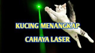 CAT GAMES - Catch the light - Mainan Kucing Menangkap Cahaya Laser Meluncur Cepat