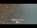 相模川　諏訪ノ森の鮎