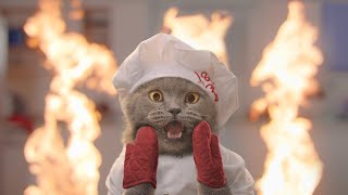 meow chef, chef meow, noodle cat, cat cooking videos, chef cat tiktok, cooking cat, #Shorts