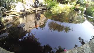 I Believe I Can Fly - Jumping pond Koi fish - Xiaomi Yi Action Camera 1080p