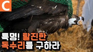 탈진한 독수리를 구조하기 위해 작전 짜는 김국진과 전문가