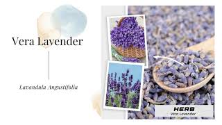 English Vera Lavender Lavandula Angustifolia Herb Organic Fragrance Natural Aromatic Non GMO Seeds