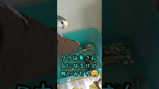 #Shorts【亀が気になり過ぎるコザクラインコと少し怖がるコザクラインコ】Cute lovebirds staring at turtles.