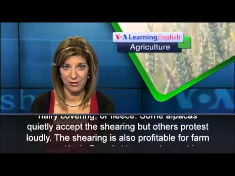 American Farmers Raise Alpacas for Fun and Profit American Farmers Raise Alpacas for Fun and Profit