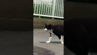 フラワーエッセンス実践地域猫スカイのお出迎え