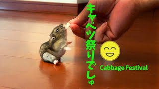 怒涛のキャベツ祭りでしゅ!! Hamsters love cabbagel!!