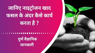 नाइट्रोजन खाद के बारे में पूर्ण विज्ञानीक जानकारी, जानिए कैसे नाइट्रोजन फसल के अंदर कार्य करता है ?