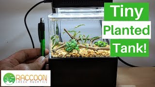 The Smallest Planted Desktop Aquarium! | Anubias Nana Petite | Bucephelandra