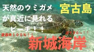 【宮古島】【ウミガメ】宮古島の広大な海を優雅に泳ぐ天然のウミガメに遭遇【新城ビーチ】