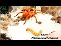 Rocky Mountain Spider Freaks Fatal Fangs 3....Round One clip entry!