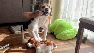 日に日に激しくなる子犬と先住犬の遊び方【ビーグル多頭飼い】Beagle Puppy