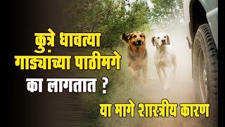 धावत्या गाड्यांच्या पाठीमागे कुत्रे का धावतात ? याच्या मागे आहे हे शास्त्रीय कारण