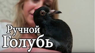 Необычный питомец || Голубь || Домашний ручной голубь Сева || Знакомство с диким голубем