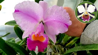 19 January 2025 • Cattleya growth tour