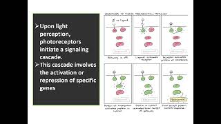 PHOTOPERIODISM