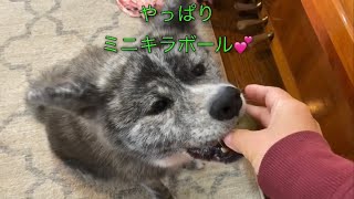 やっぱりミニキラボールが好きな秋田犬ぱたこ【Akita-inu】After all Patako likes glitter ball