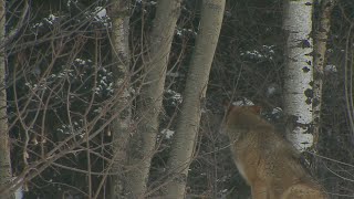 Trump Administration Removes Gray Wolves From Endangered List