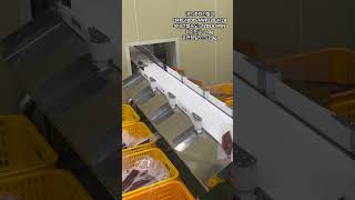 [웨이텍] 수산물 진공포장 라인에 적용된 다단 중량선별기 Multi sorting check weigher