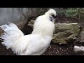 メスを追いかけるオス烏骨鶏 silky fowl chick rooster chases his wives 2022 05 17の朝