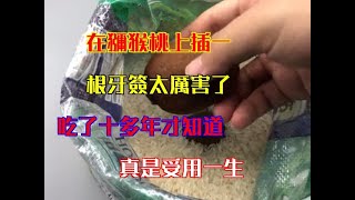 在獼猴桃上插一根牙籤太厲害了，吃了十多年才知道，真是受用一生