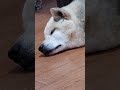 【雑種犬シナモン】寝言のふくらみ【ワフワフ】