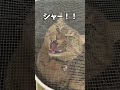 爪切られブチギレの猫様😡 とこちゃん 爪切り 激おこ shorts