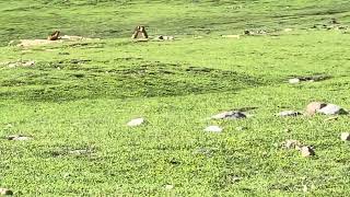 Epic Marmot Showdown: Battles in a Beautiful Valley!