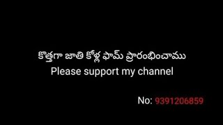 బీమవరం జాతి కోళ్లు 🐔🐔