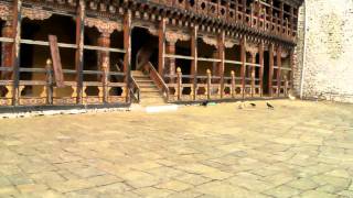 Crows attacking a cat in a monastery in Bhutan